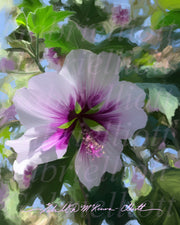 Lavender Hibiscus