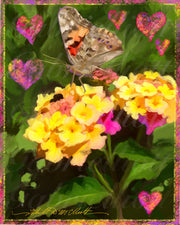 Butterflies & Painted Ladies