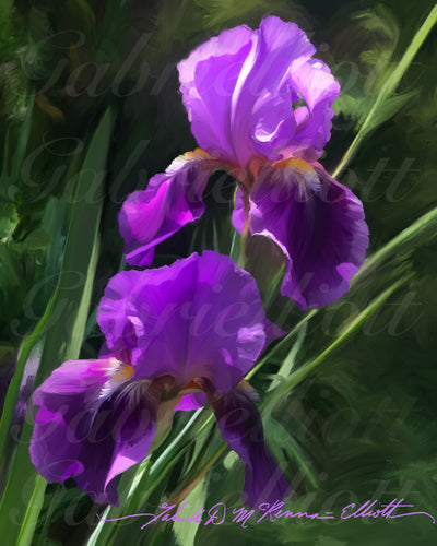 Beloved Iris