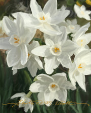 White Narcissus